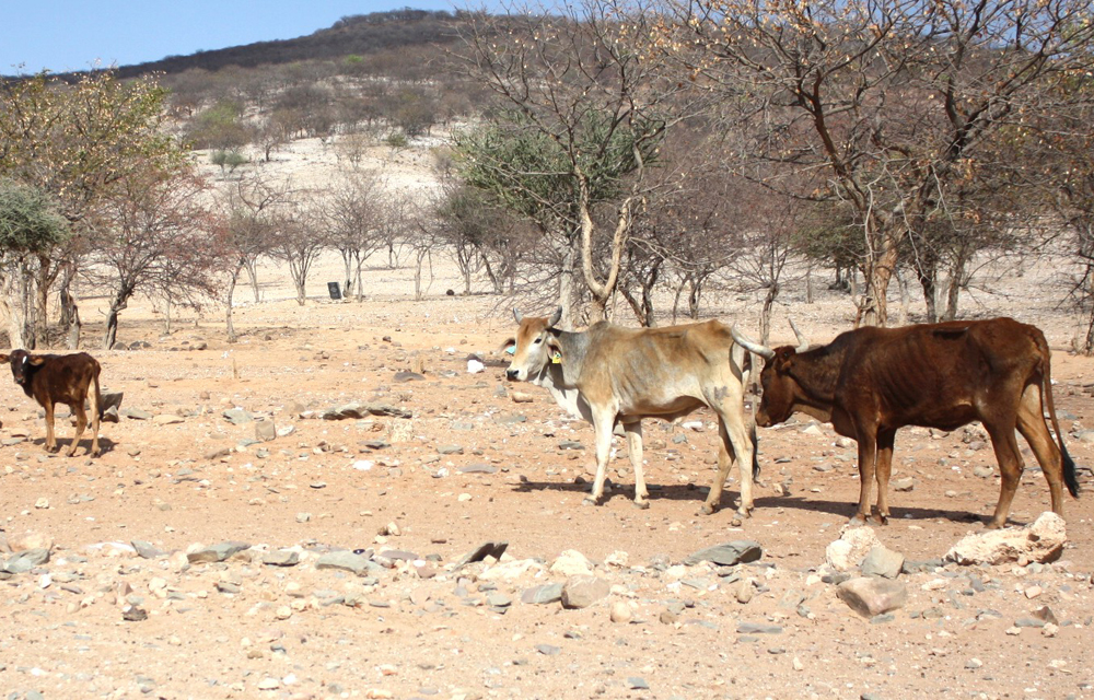 Government considering drought emergency declaration