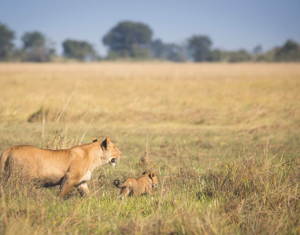 Game Products Trust Fund (GPTF)